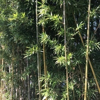 真竹、孟宗竹を販売します。の画像