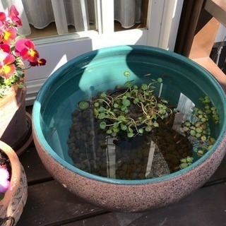 睡蓮鉢ください！