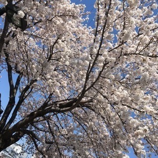 【今日！！】立川周辺でお花見！！
