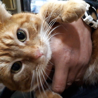 【募集終了】猫ちゃんの里親を募集中しています。