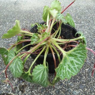 ユキノシタ