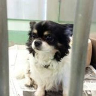 　トライｱﾙ中です。　行政に収容　ﾁﾜﾜ　犬オス　 推定６才位