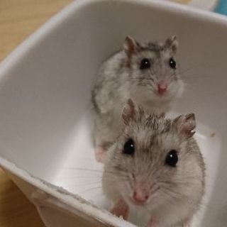 ハムスター譲ります(*´ω｀*)