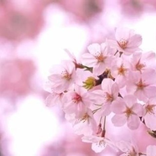 お花見🌸