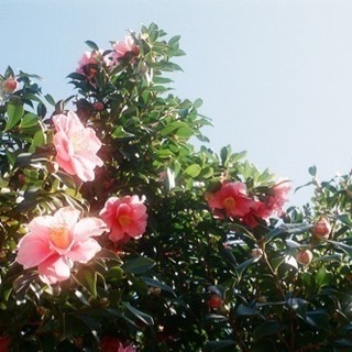 フィルム写真同好会☺︎