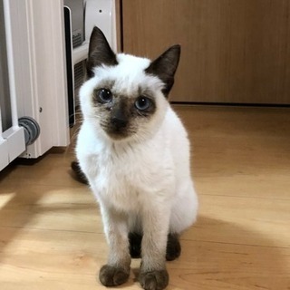 人懐っこいシャム風の女の子