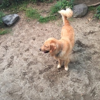 ゴールデンレトリバー オス 二歳