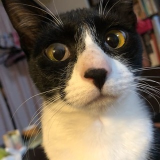 白黒 猫 里親募集