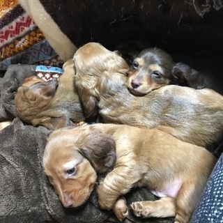 ミニチュアダックスフント仔犬