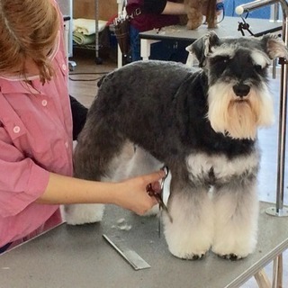 間に合う４月生 トリマー・ドッグトレーナー養成