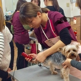 間に合う４月生 トリマー・ドッグトレーナー養成の画像