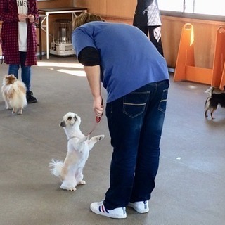 間に合う４月生 トリマー・ドッグトレーナー養成の画像