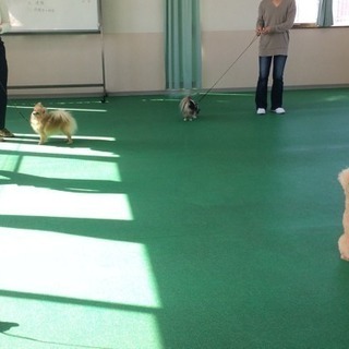 間に合う４月生 トリマー・ドッグトレーナー養成の画像