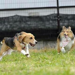 犬友　ビーグル友　シェルティ友　募集中