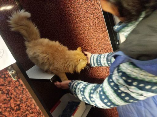 オレンジ猫長毛種オスハンサム君です (kame) 郡山の猫の里親募集