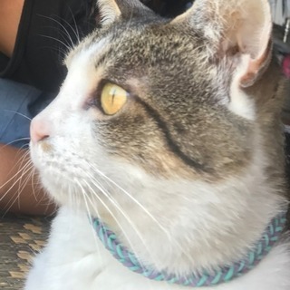 猫探してます
