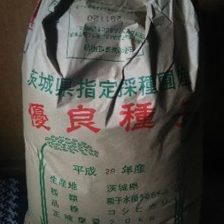 コシヒカリ 種もみ 消毒種子 20kgの画像