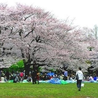 ロゼ（桜ワイン）を飲みながら花見しましょう🥂 - 渋谷区