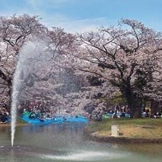 ロゼ（桜ワイン）を飲みながら花見しましょう🥂 - その他