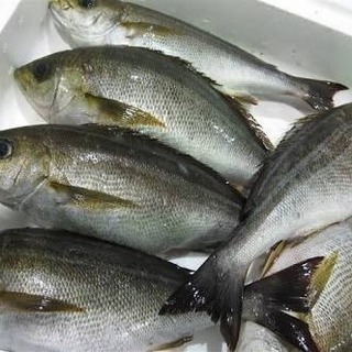 急募 船釣り仲間募集！！今週土曜朝方イサキ釣りに館山へ