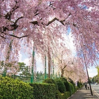 4月8日(日) お花見を満喫！神宮外苑＆新宿御苑お花見ウォーキン...