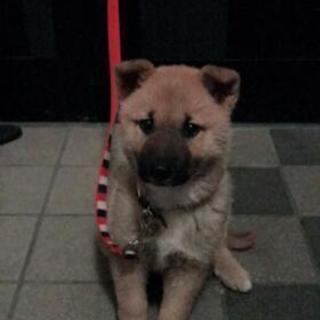 子犬柴犬MIX