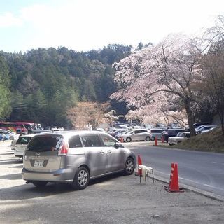 #愛と勇気と乳酸菌でデビュー 、#ステビアティー STB@30 ...