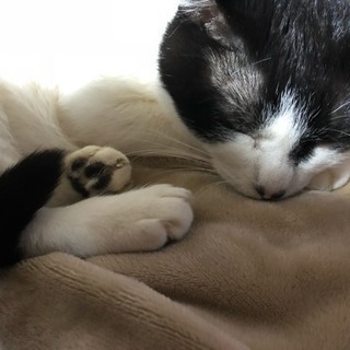 7歳メス 雑種のネコちゃんです