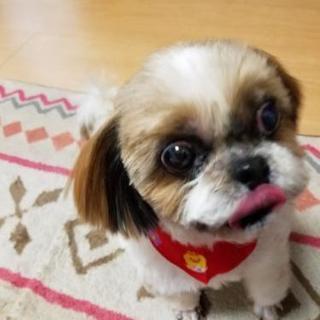 里親募集