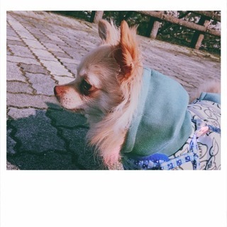 犬友達募集してます！
