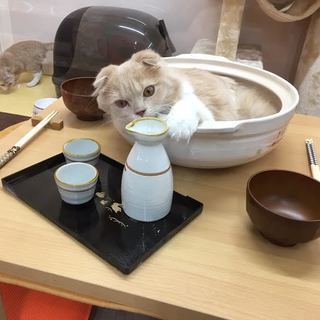 ✂岸和田店トリマー募集✂-スキル・経験に応じて昇給可!！の画像