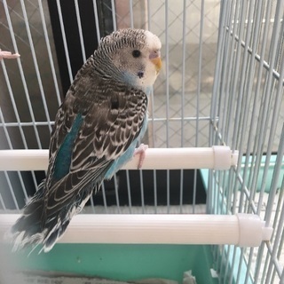 セキセイインコ里親募集