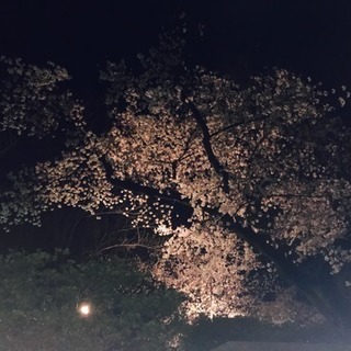 🌸さくらナイトウォーク🌸