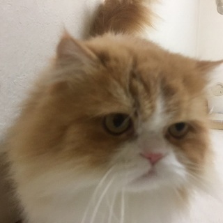 かなり可愛いミヌエット長足