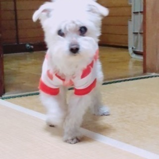 犬友募集