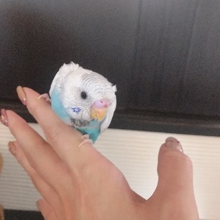 ⭐︎セキセイインコ