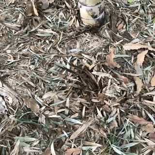 新鮮な無農薬たけのこ2キロの画像