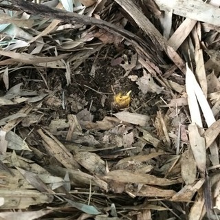 新鮮な無農薬たけのこ2キロの画像