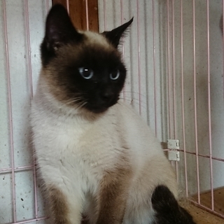 とても綺麗なブルーアイのシャム猫貰って！