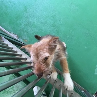 里親決定！有難うございました！テリア系甘えん坊の子犬ちゃんが助け...