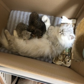 ペルシャ純血の白の子