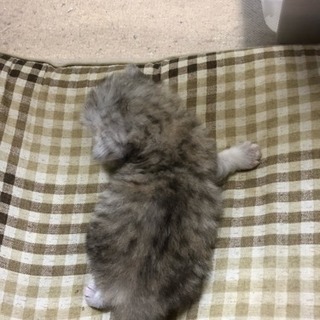 ペルシャ純血の白の子 − 兵庫県