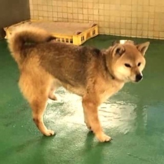 里親決定！有難うございました！左後ろ脚先端が欠損している臆病な柴...