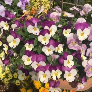 お花見🌸✨自然好き♡ - 豊島区