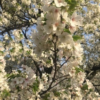 お花見🌸✨自然好き♡ − 東京都