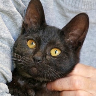 黒猫リプトン。