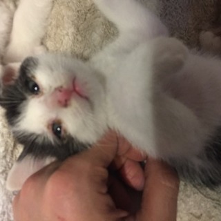 もうすぐ2ヶ月になる仔猫の親になって貰えませんか？！