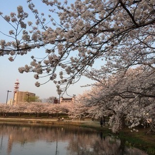 今週末、みんなでお花見しませんか？