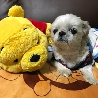 12歳のメスのシーズー里親募集