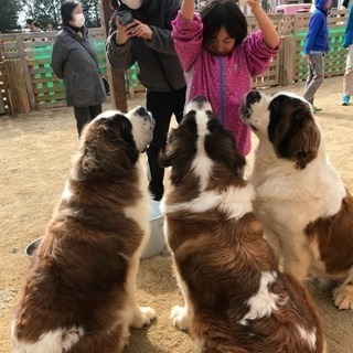 那須高原でワンちゃんのお世話&接客アルバイトさん募集❣️の画像